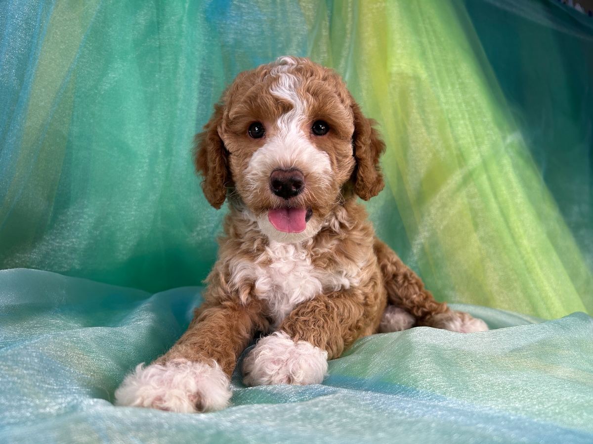 Male Bichon Poodle Puppy for Sale DOB 5-1-2026 $950